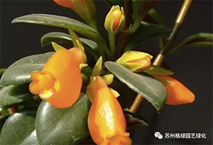金魚吊蘭|花卉盆景